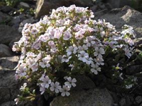 Gypsophila cerastioides